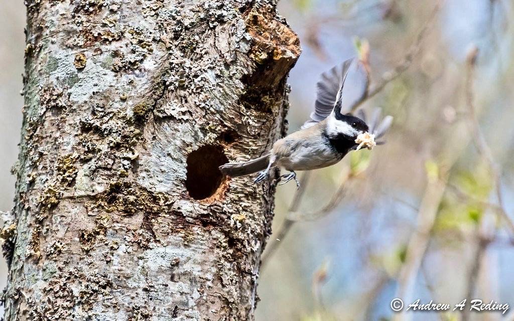 black-capped chickadee excavating nest hole by Andrew Reding is licensed under CC BY-NC-ND 2.0